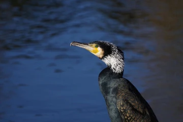 kormoran5