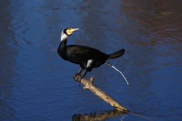 kormoran6