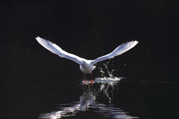 move licht13