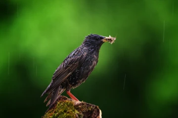 star regen 1