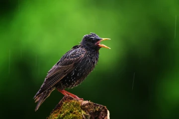 star regen 2