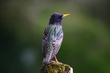 star singt 01