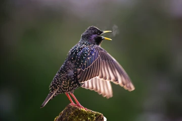 star singt 010