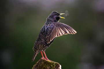 star singt 011