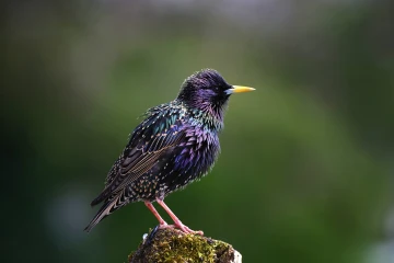 star singt 02