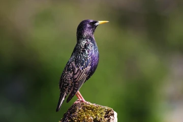 star singt 03