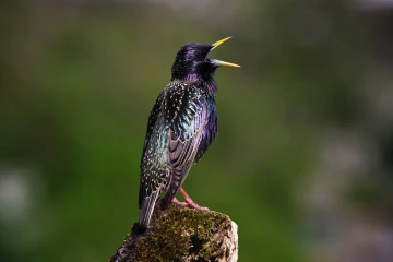 star singt 05