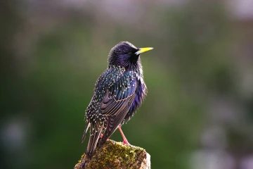 star singt 06