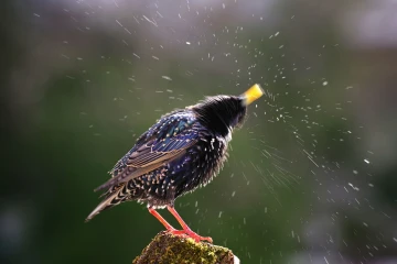 star singt 07