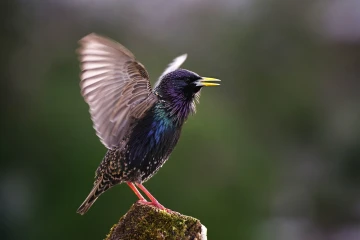 star singt 09