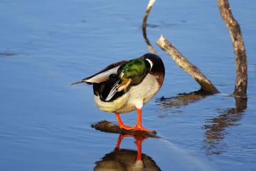 stockente 01
