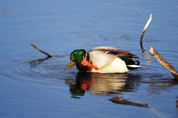 stockente 02