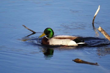 stockente 03