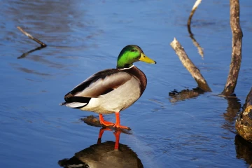 stockente 04