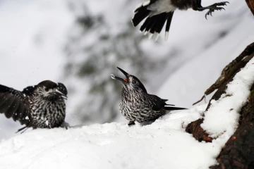 tannenhaeher schnee 02