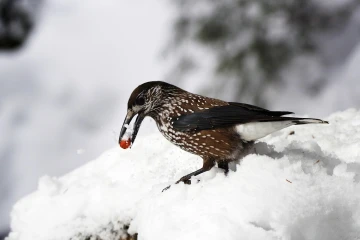 tannenhaeher schnee 03