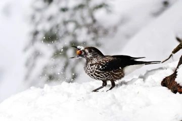 tannenhaeher schnee 04