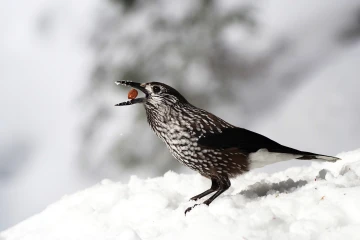 tannenhaeher schnee 06