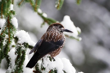 tannenhaeher schnee 08