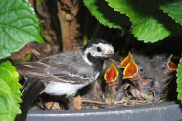 bachstelze nest1