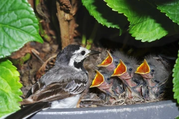 bachstelze nest2