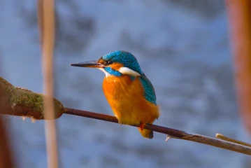 eisvogel 001