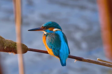 eisvogel 002