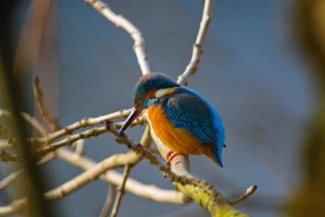 eisvogel 003