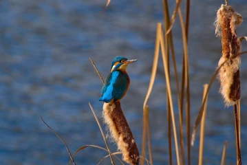 eisvogel 004