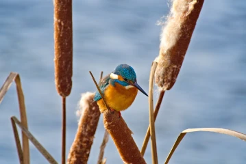 eisvogel 005