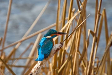 eisvogel 006