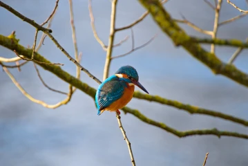 eisvogel 007