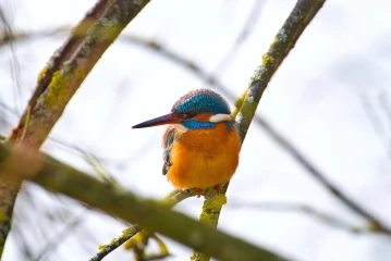 eisvogel 008