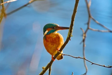 eisvogel 009