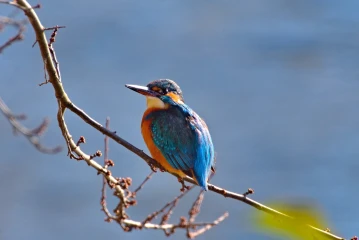 eisvogel 011