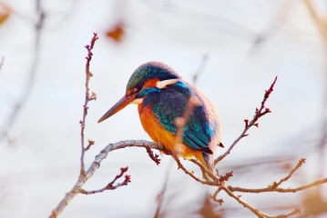 eisvogel 012