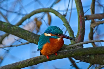 eisvogel 013