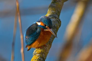 eisvogel 014