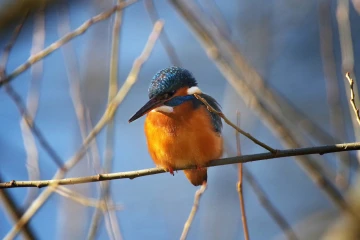 eisvogel 015
