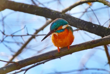 eisvogel 016