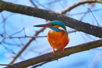 eisvogel 017