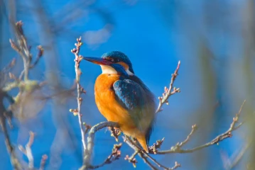eisvogel 018