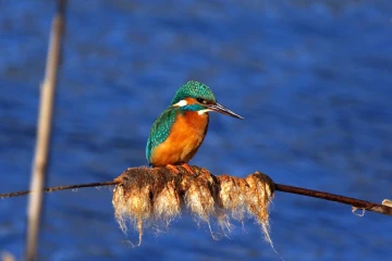 eisvogel 019