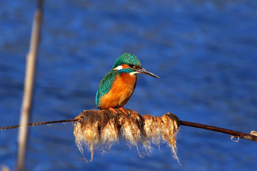 eisvogel 019