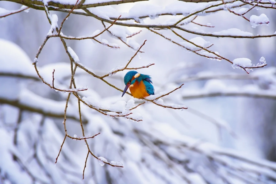eisvogel schnee1