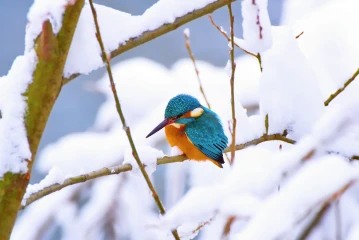 eisvogel schnee2
