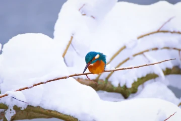 eisvogel schnee3