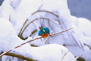 eisvogel schnee4