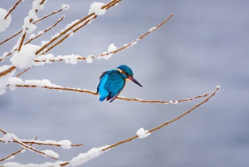 eisvogel schnee5
