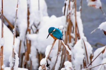 eisvogel schnee6